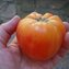 TOMATE / PARADEISER