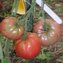 TOMATE / PARADEISER