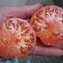 TOMATE / PARADEISER