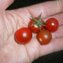 TOMATE / PARADEISER