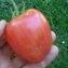 TOMATE / PARADEISER