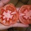 TOMATE / PARADEISER