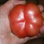 TOMATE / PARADEISER