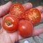 TOMATE / PARADEISER