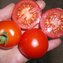 TOMATE / PARADEISER