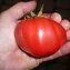 TOMATE / PARADEISER