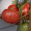 TOMATE / PARADEISER