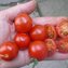 TOMATE / PARADEISER