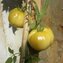 TOMATE / PARADEISER