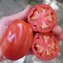 TOMATE / PARADEISER