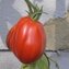 TOMATE / PARADEISER