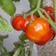 TOMATE / PARADEISER