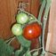 TOMATE / PARADEISER