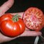 TOMATE / PARADEISER