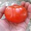 TOMATE / PARADEISER