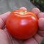 TOMATE / PARADEISER