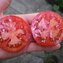 TOMATE / PARADEISER