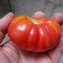 TOMATE / PARADEISER