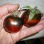 TOMATE / PARADEISER