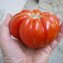 TOMATE / PARADEISER