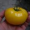 TOMATE / PARADEISER