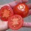 TOMATE / PARADEISER