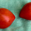 TOMATE / PARADEISER