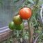 TOMATE / PARADEISER