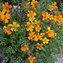 Tagetes, Gewürz-