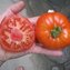 TOMATE / PARADEISER