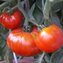 TOMATE / PARADEISER