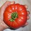 TOMATE / PARADEISER