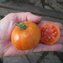 TOMATE / PARADEISER