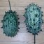 Gurke, Afrikanische Stachelgurke / Kiwano