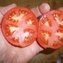 TOMATE / PARADEISER