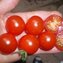 TOMATE / PARADEISER