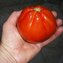 TOMATE / PARADEISER