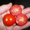 TOMATE / PARADEISER