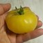 TOMATE / PARADEISER