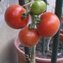 TOMATE / PARADEISER