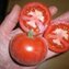 TOMATE / PARADEISER