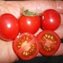 TOMATE / PARADEISER