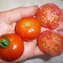 TOMATE / PARADEISER