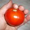 TOMATE / PARADEISER