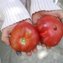 TOMATE / PARADEISER