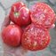 TOMATE / PARADEISER