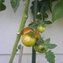 TOMATE / PARADEISER