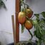 TOMATE / PARADEISER