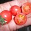 TOMATE / PARADEISER