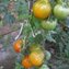 TOMATE / PARADEISER